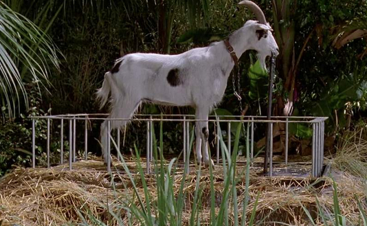 A bunch of goats sing the theme to 'Jurassic Park.'